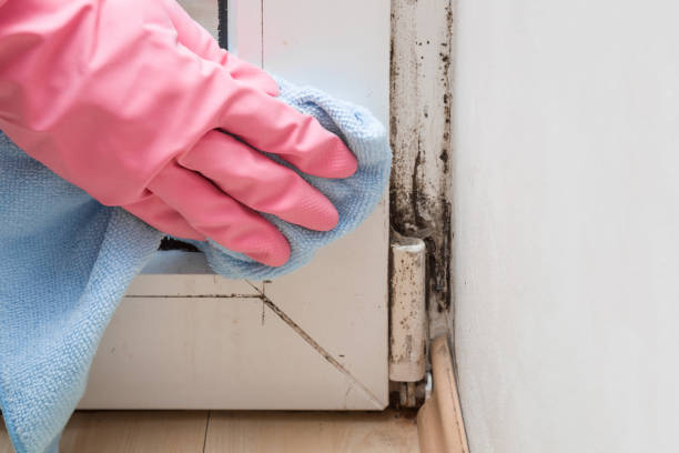 Best Mold Odor Removal Services  in Big Timber, MT